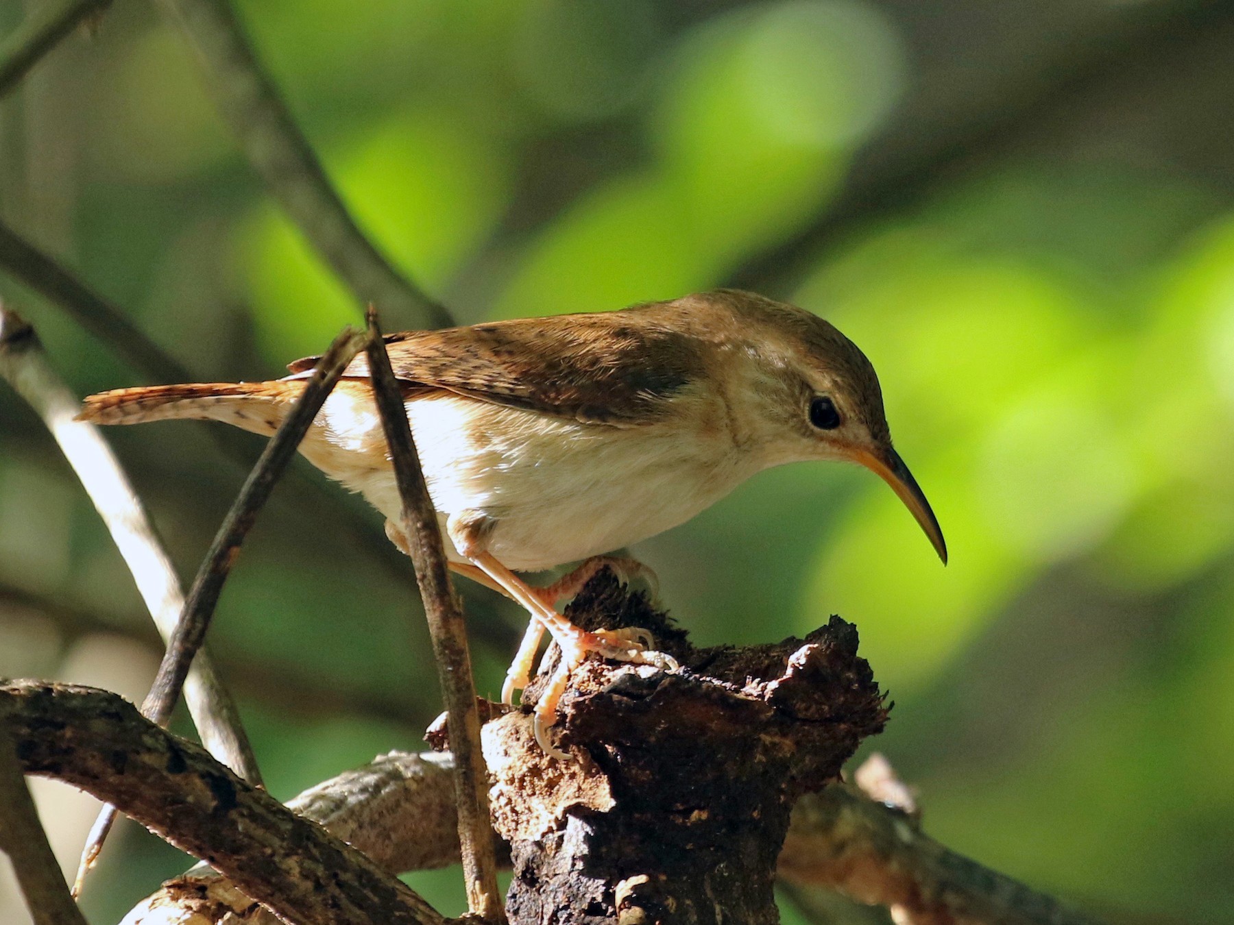 House Wren - Ryan Zucker