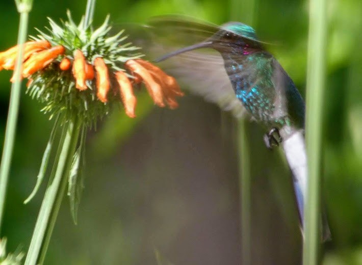 kolibřík ametystouchý - ML304340141