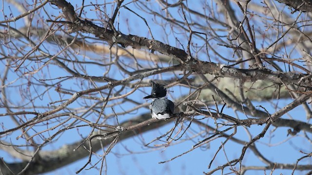 Belted Kingfisher - ML304341621