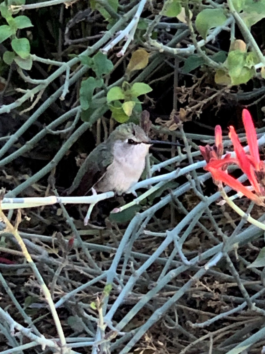 Costa's Hummingbird - ML304342111