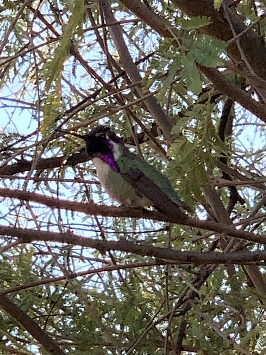 Costa's Hummingbird - ML304342161