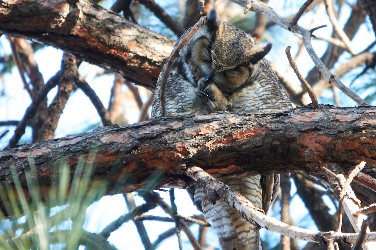 Great Horned Owl - ML304343471