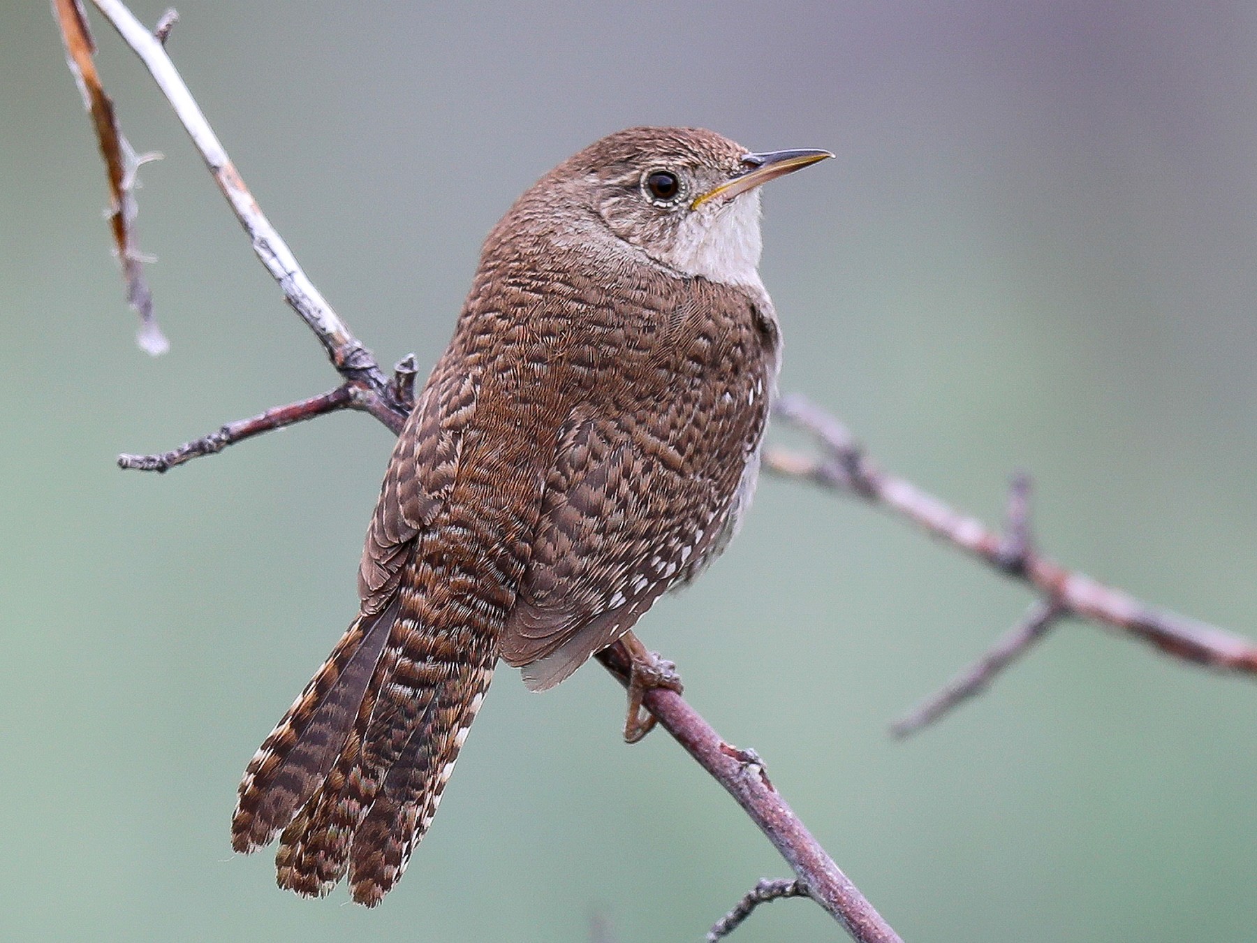 House Wren - Ceredig  Roberts