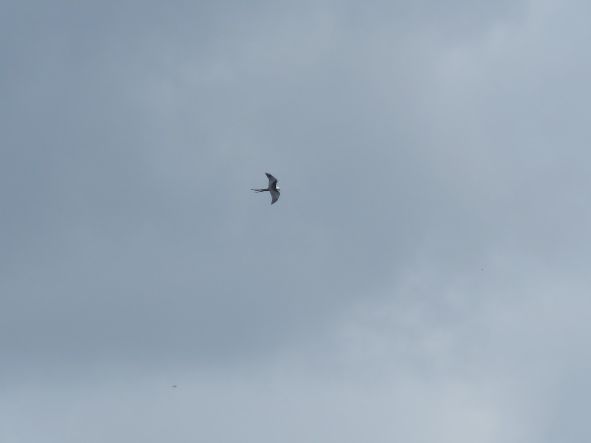 Swallow-tailed Kite - Robert Winter