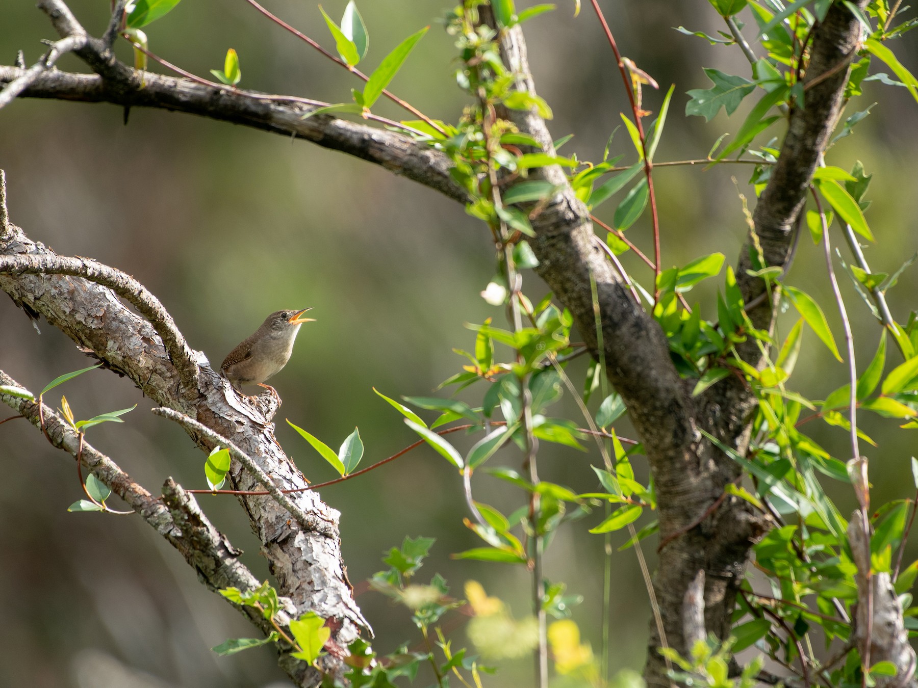 House Wren - Court Harding