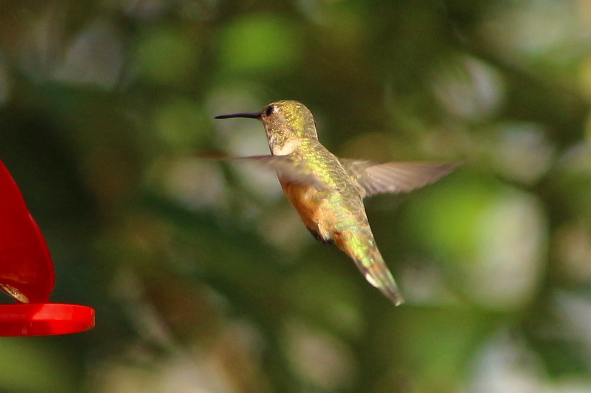 Rufous Hummingbird - Oscar Johnson