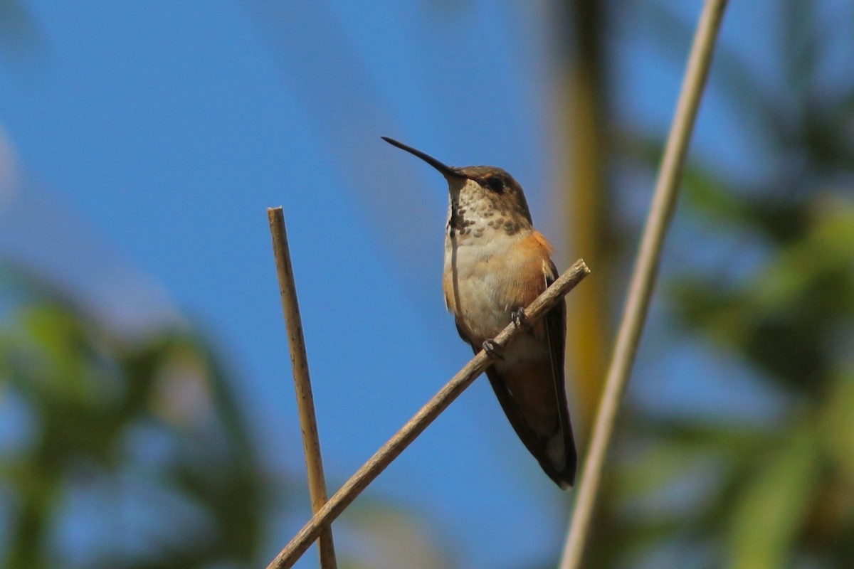 Rufous Hummingbird - Oscar Johnson