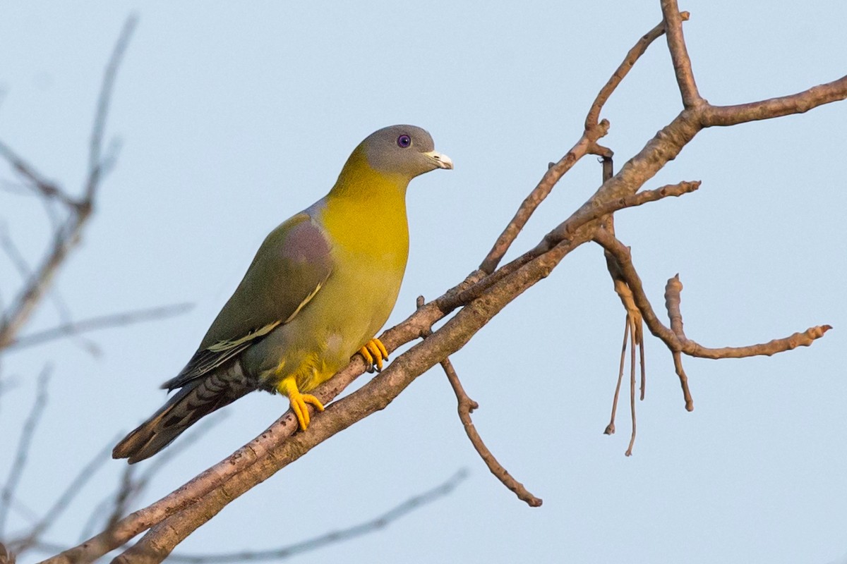 Yellow-footed Green-Pigeon - David Irving