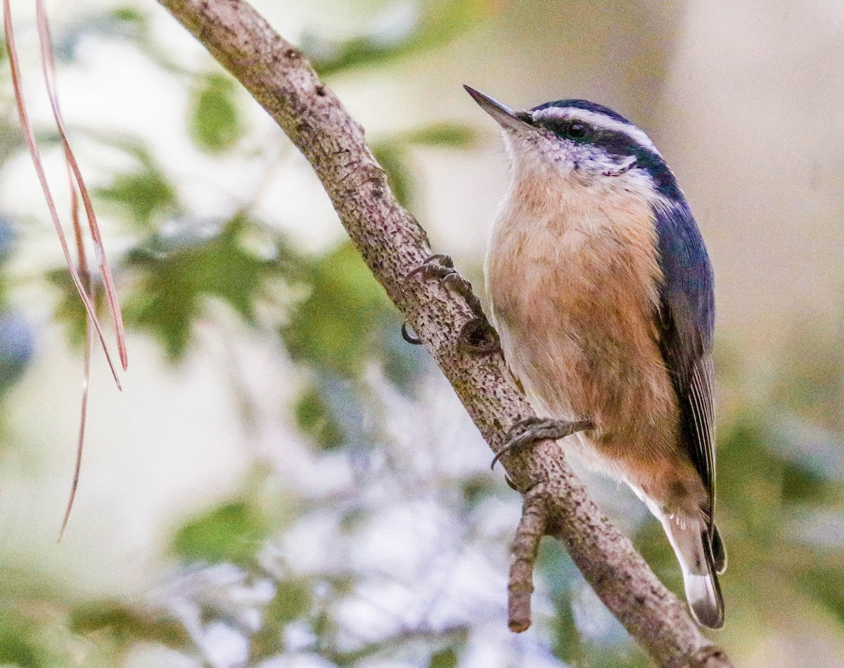 Red-breasted Nuthatch - Mary Alice Tartler