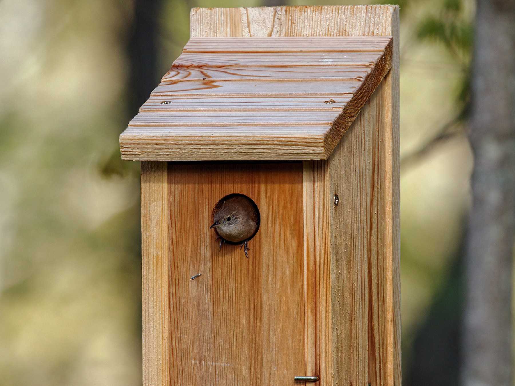 House Wren - Larry Van Brunt