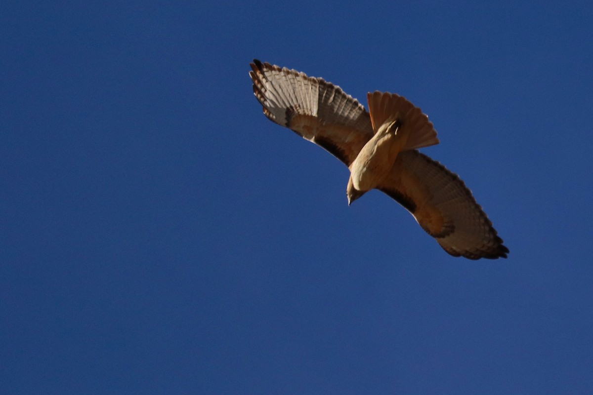 Red-tailed Hawk - ML304357791