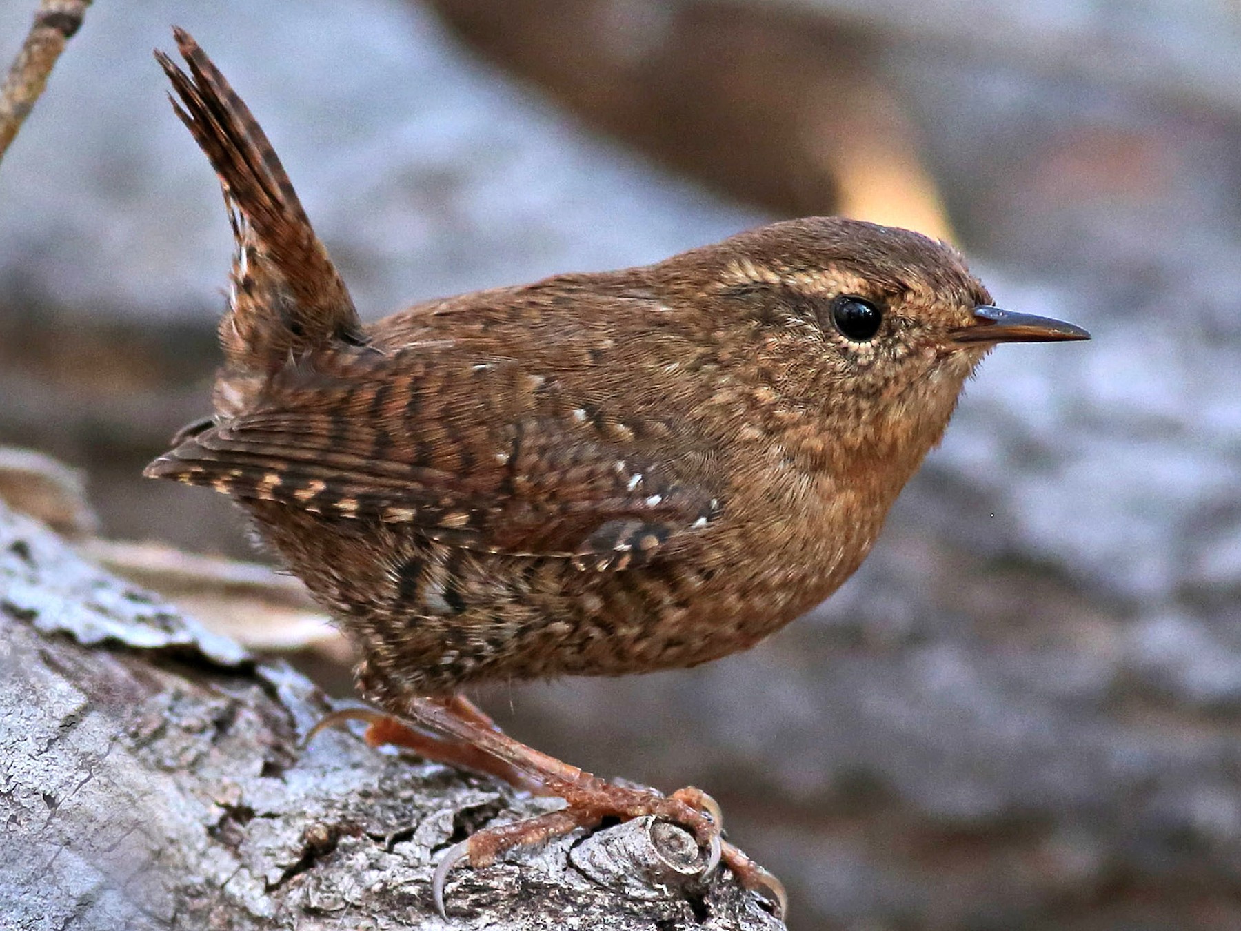 Pacific Wren - Marceline VandeWater