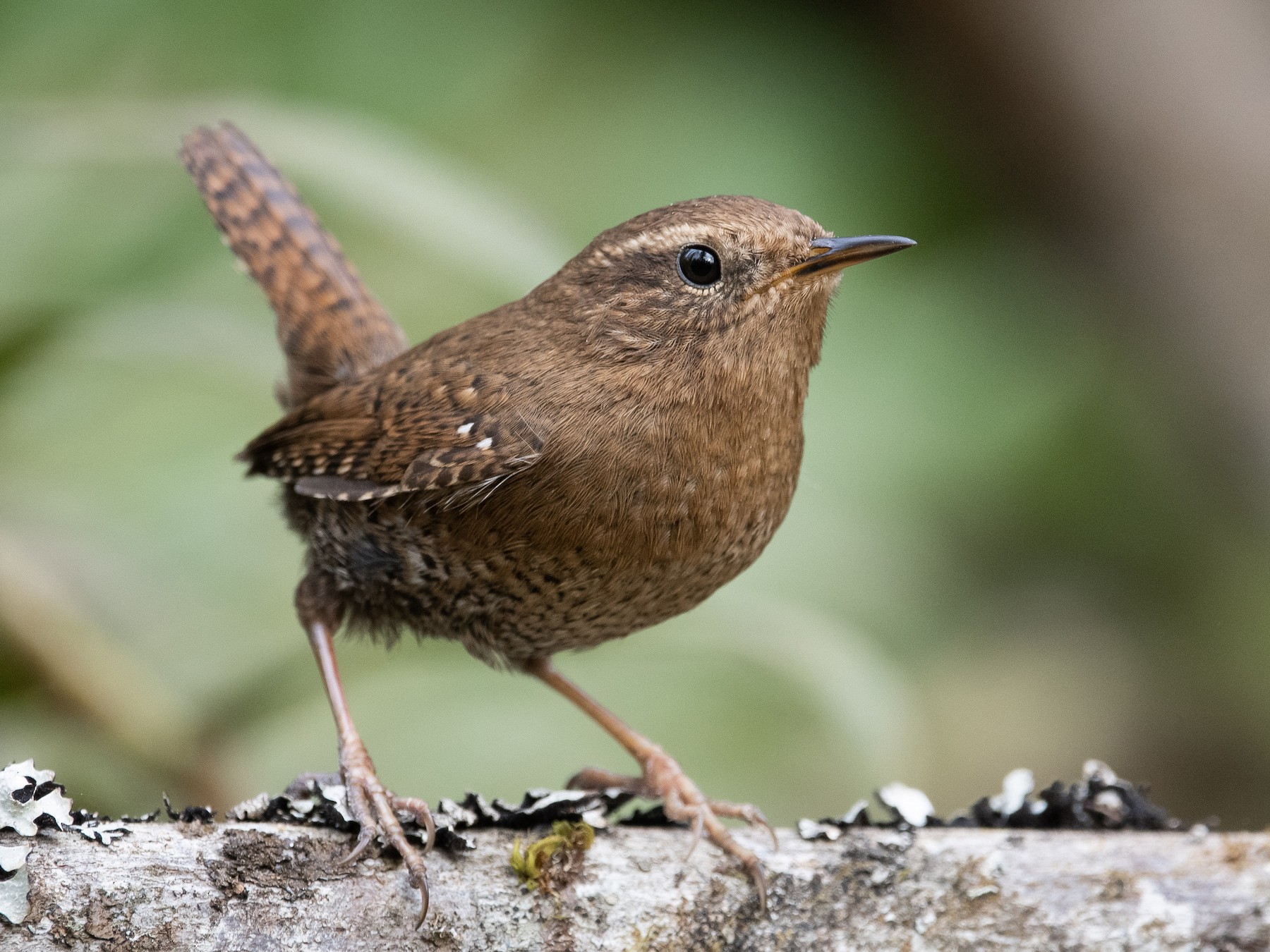 tiny brown bird        
        <figure class=