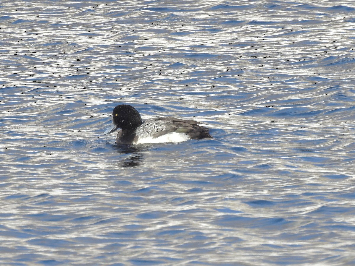 Greater Scaup - ML304358851