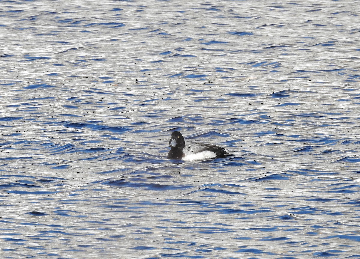 Greater Scaup - ML304358861