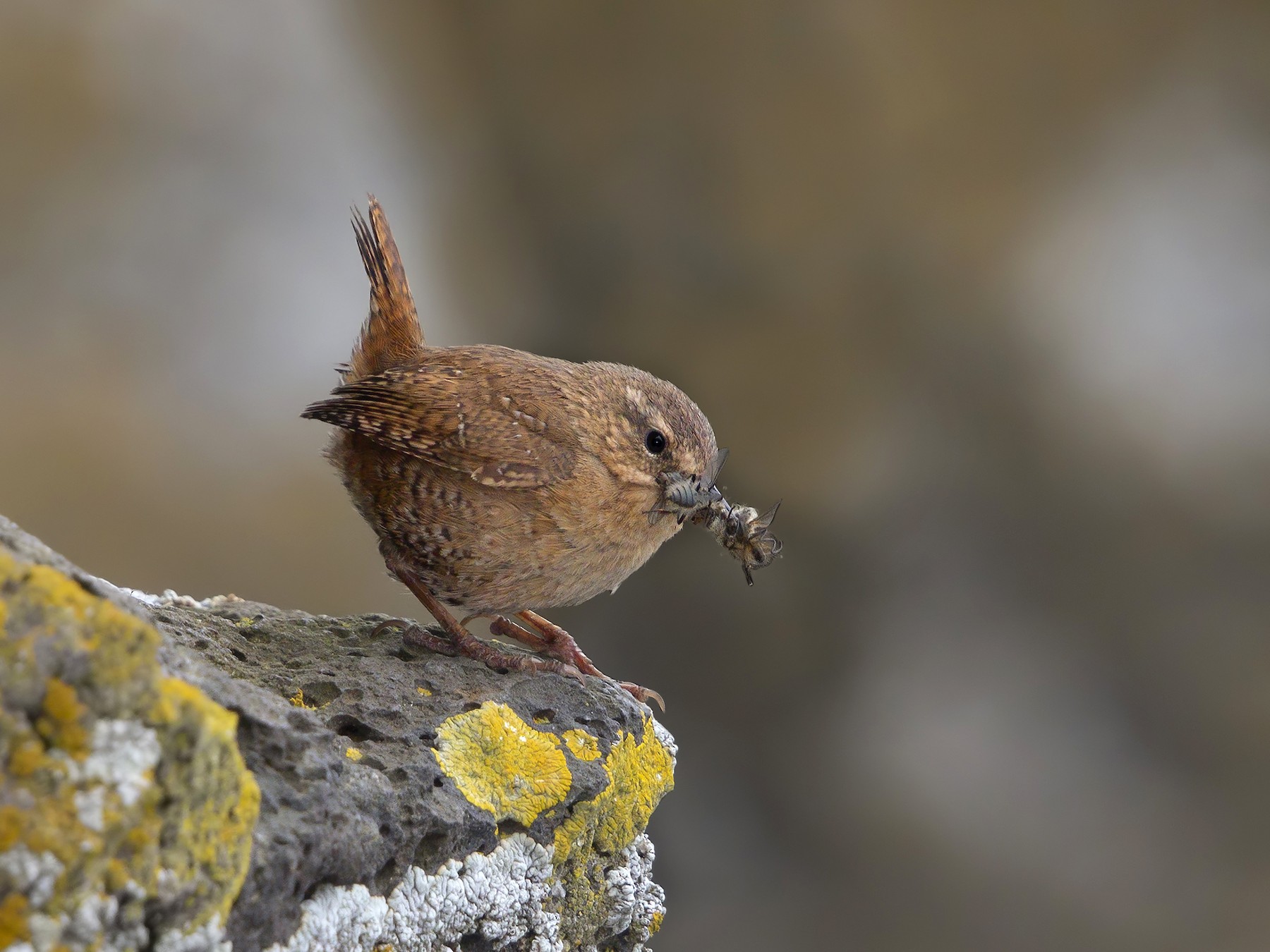 Pacific Wren - Marco Valentini