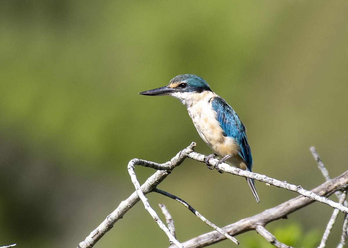 Sacred Kingfisher (Australasian) - ML304362821