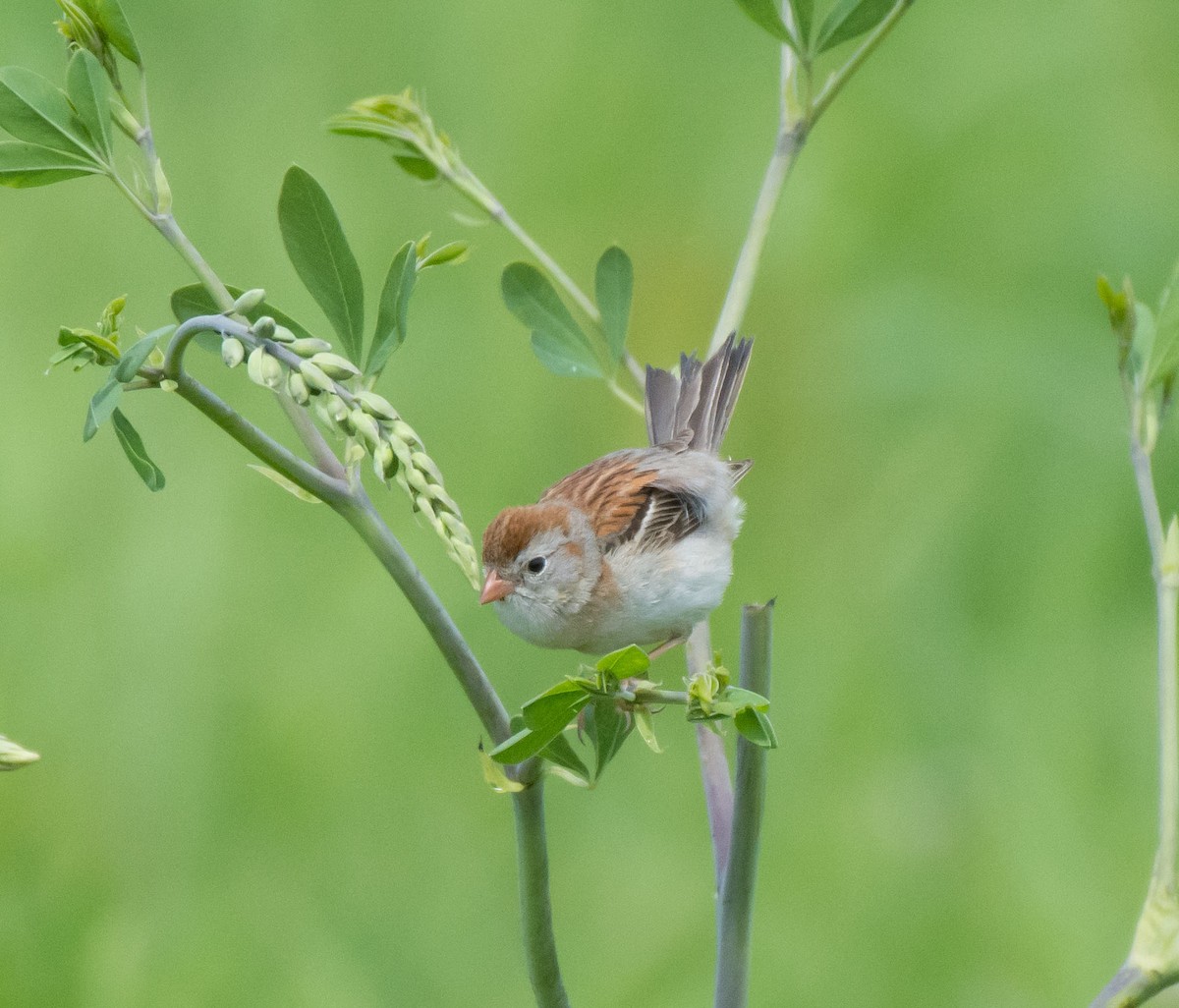 Field Sparrow - Gordon Karre