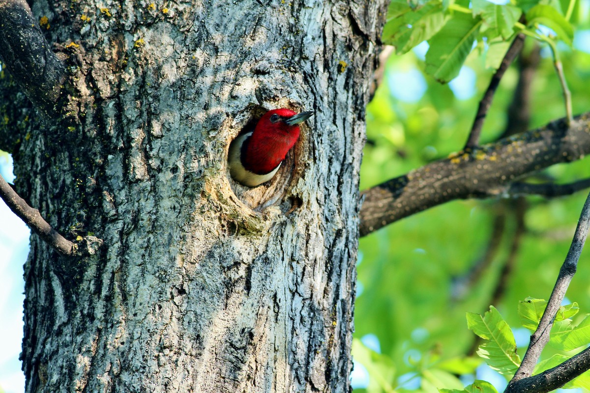Red-headed Woodpecker - Donna Martin