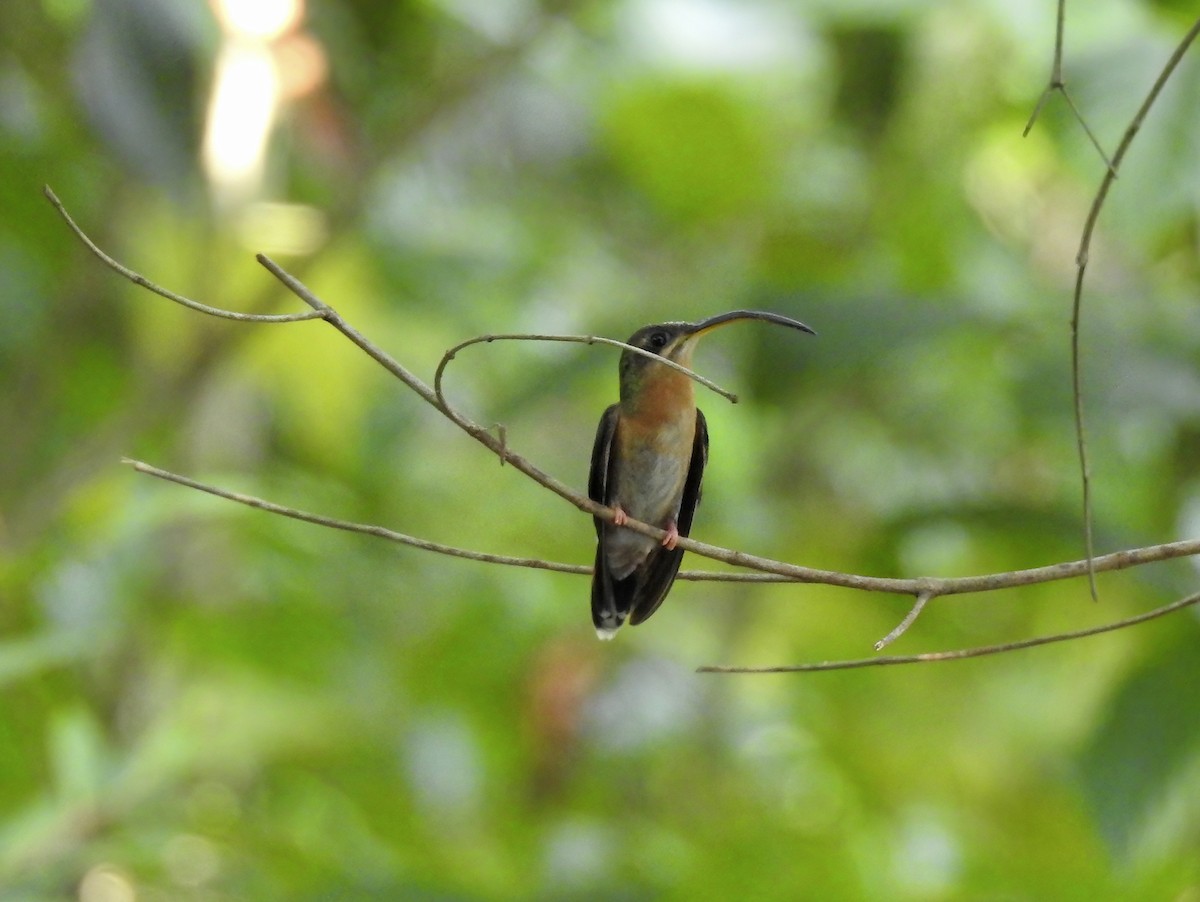Rufous-breasted Hermit - Angela Lopez R