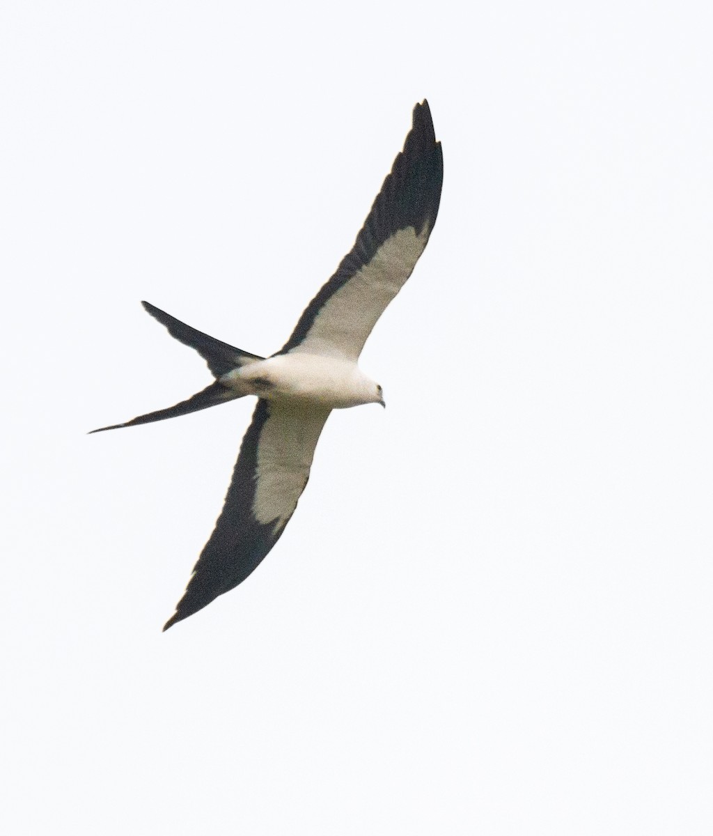 Swallow-tailed Kite - ML304372011