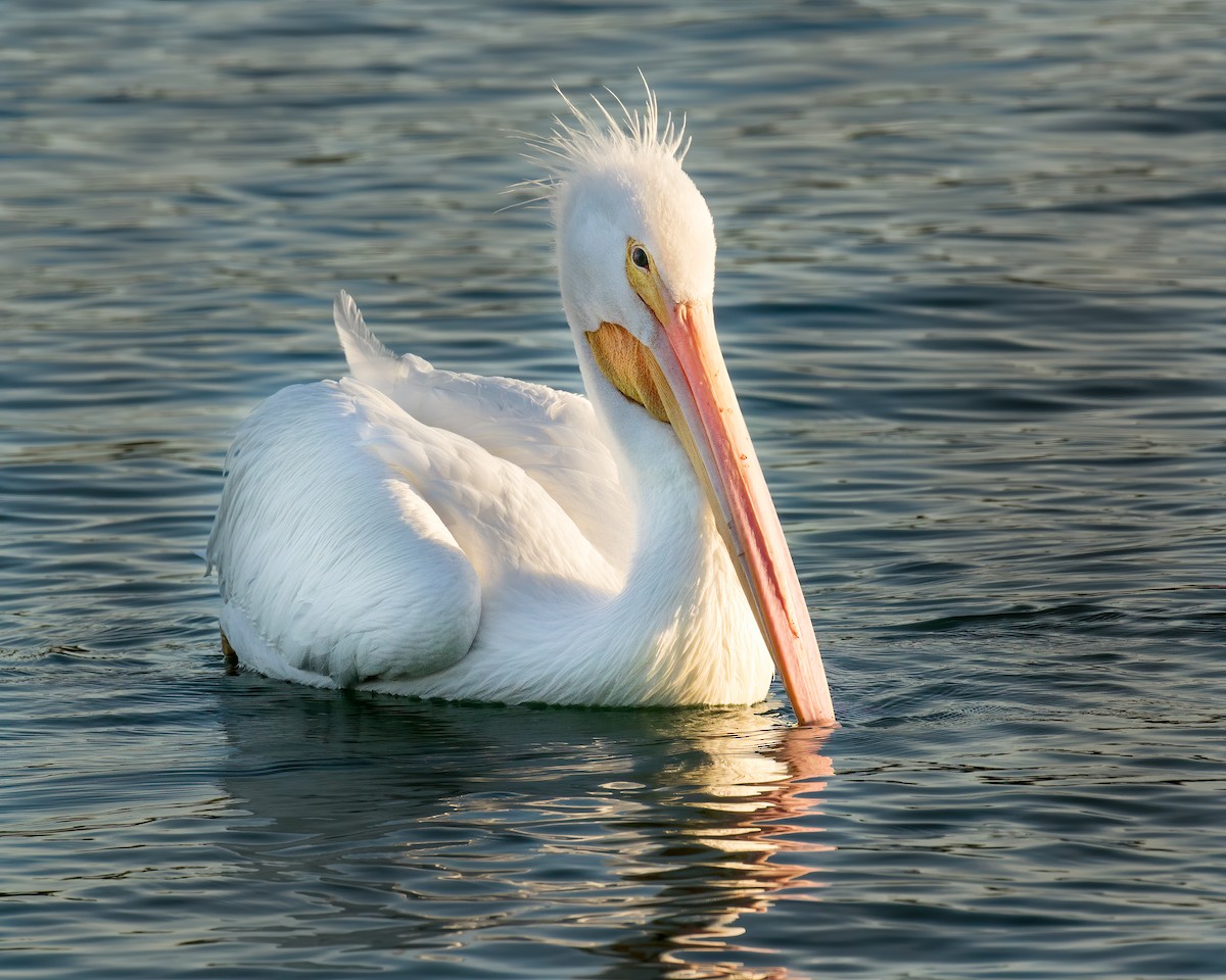 American White Pelican - Pam Koepf