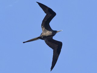 นกเพศผู้เต็มวัย - Marky Mutchler - ML304380021
