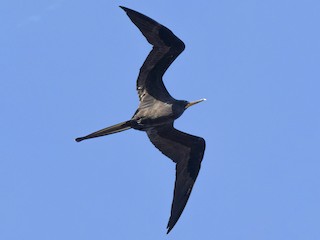 アメリカグンカンドリ - eBird