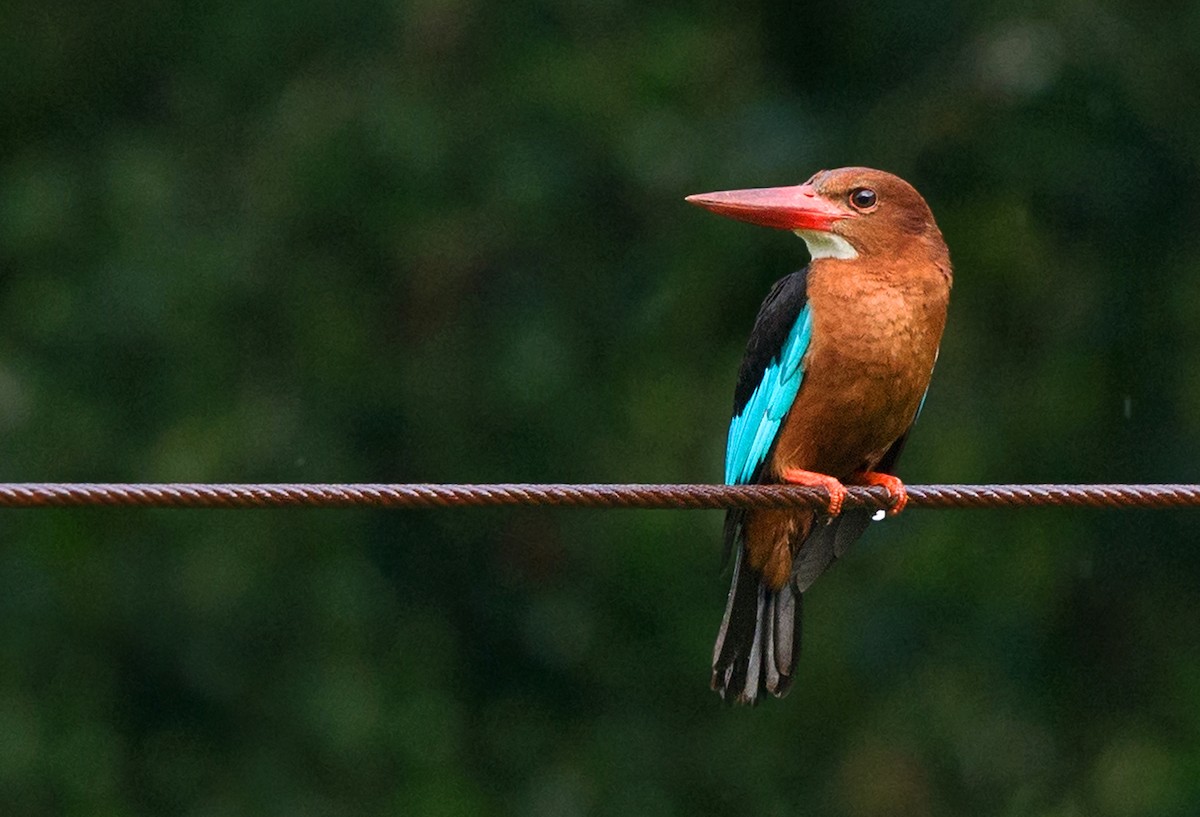 Brown-breasted Kingfisher - ML304381171