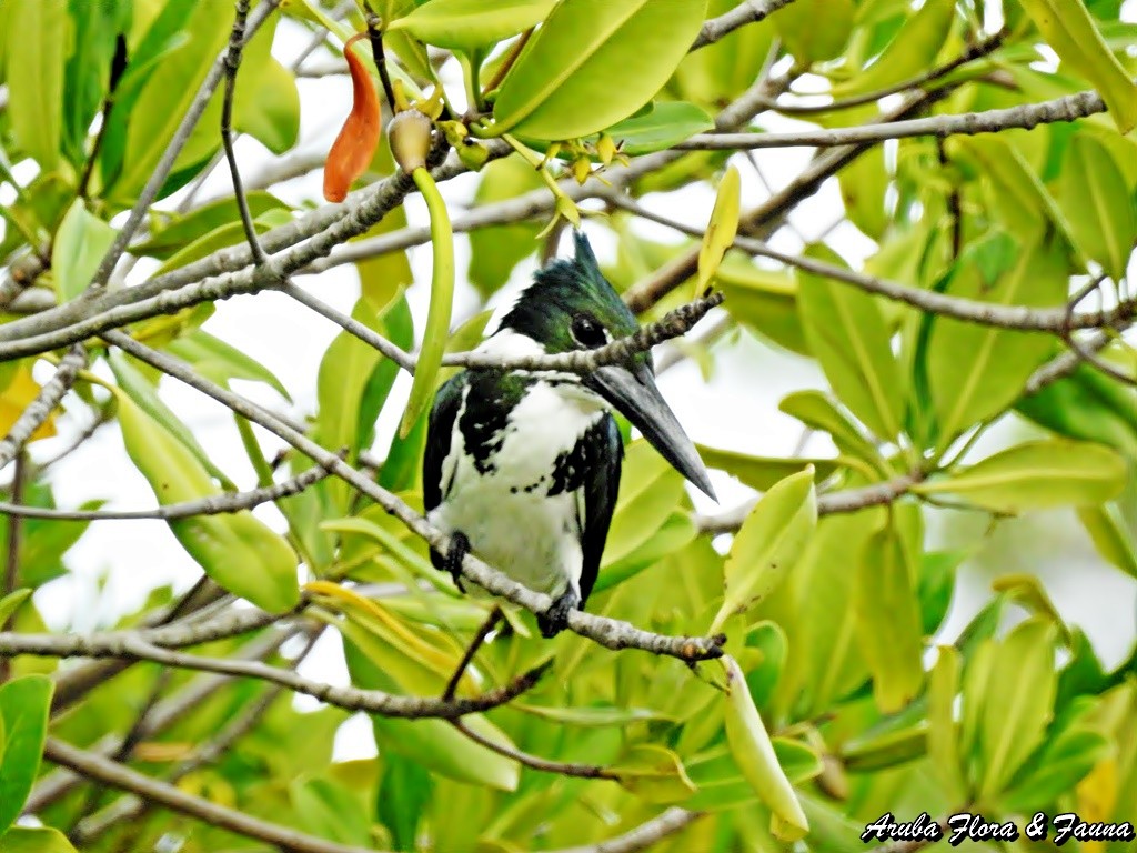 Amazon Kingfisher - Ross Wauben