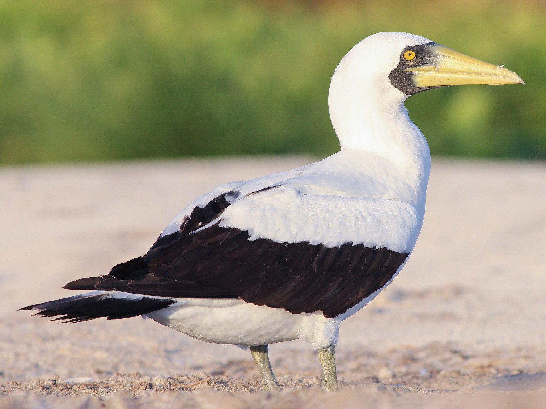 Masked Booby - Cameron Rutt