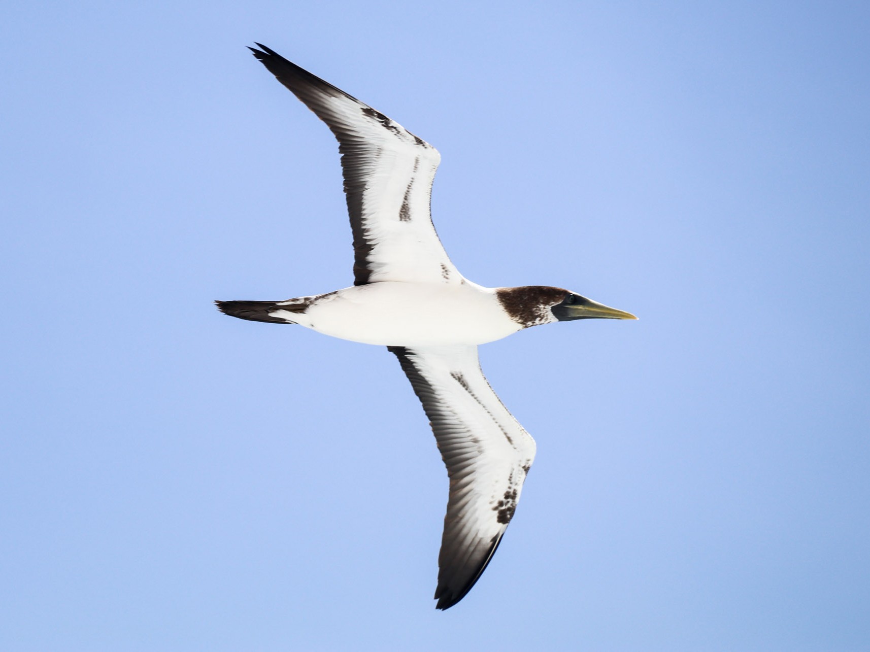 Masked Booby - Carly Farley