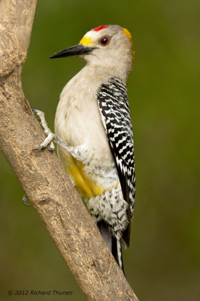 Golden-fronted Woodpecker - ML304383521