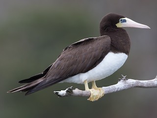  - Brown Booby
