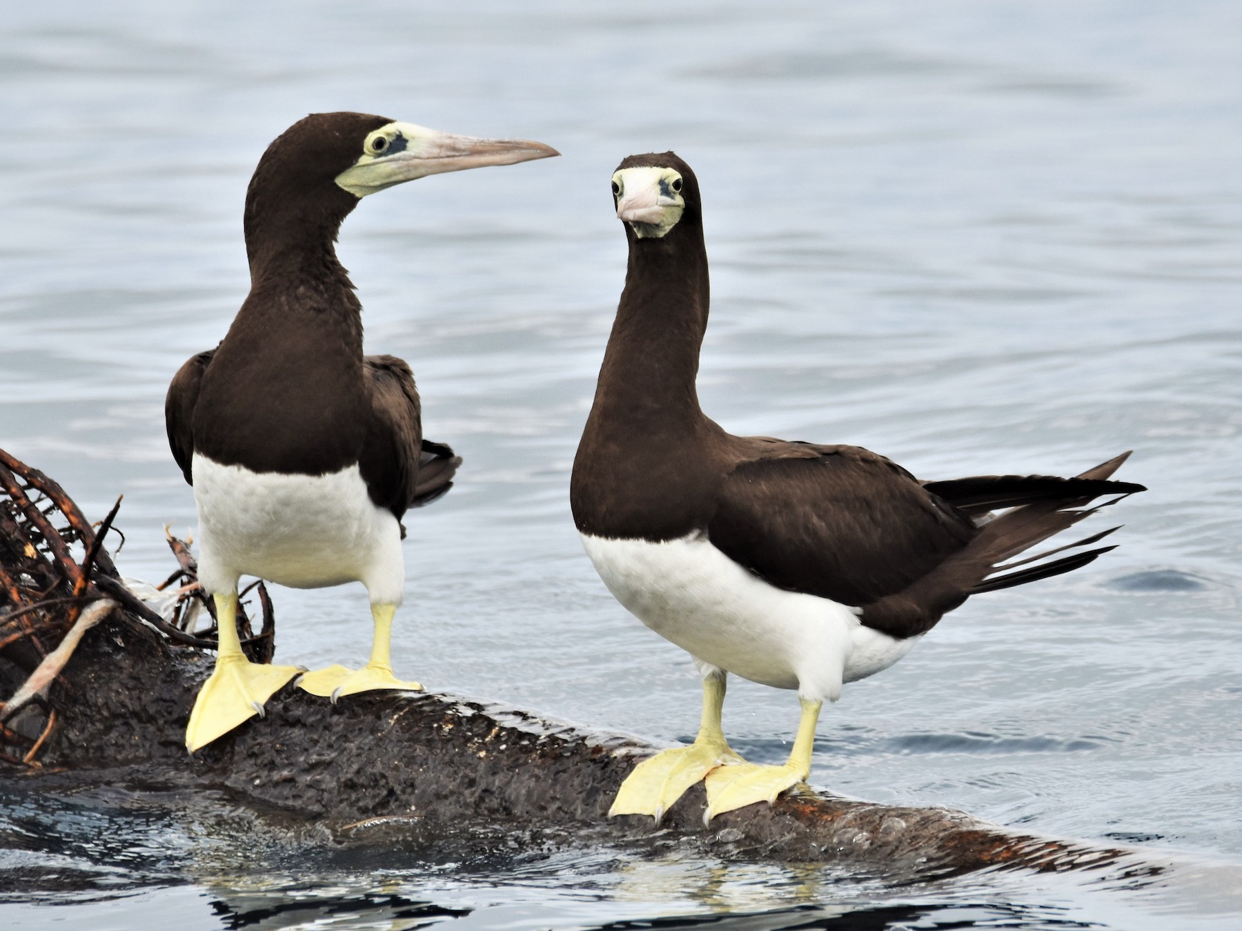 File:Brown Booby (Sula leucogaster) chick on Christmas Island 2