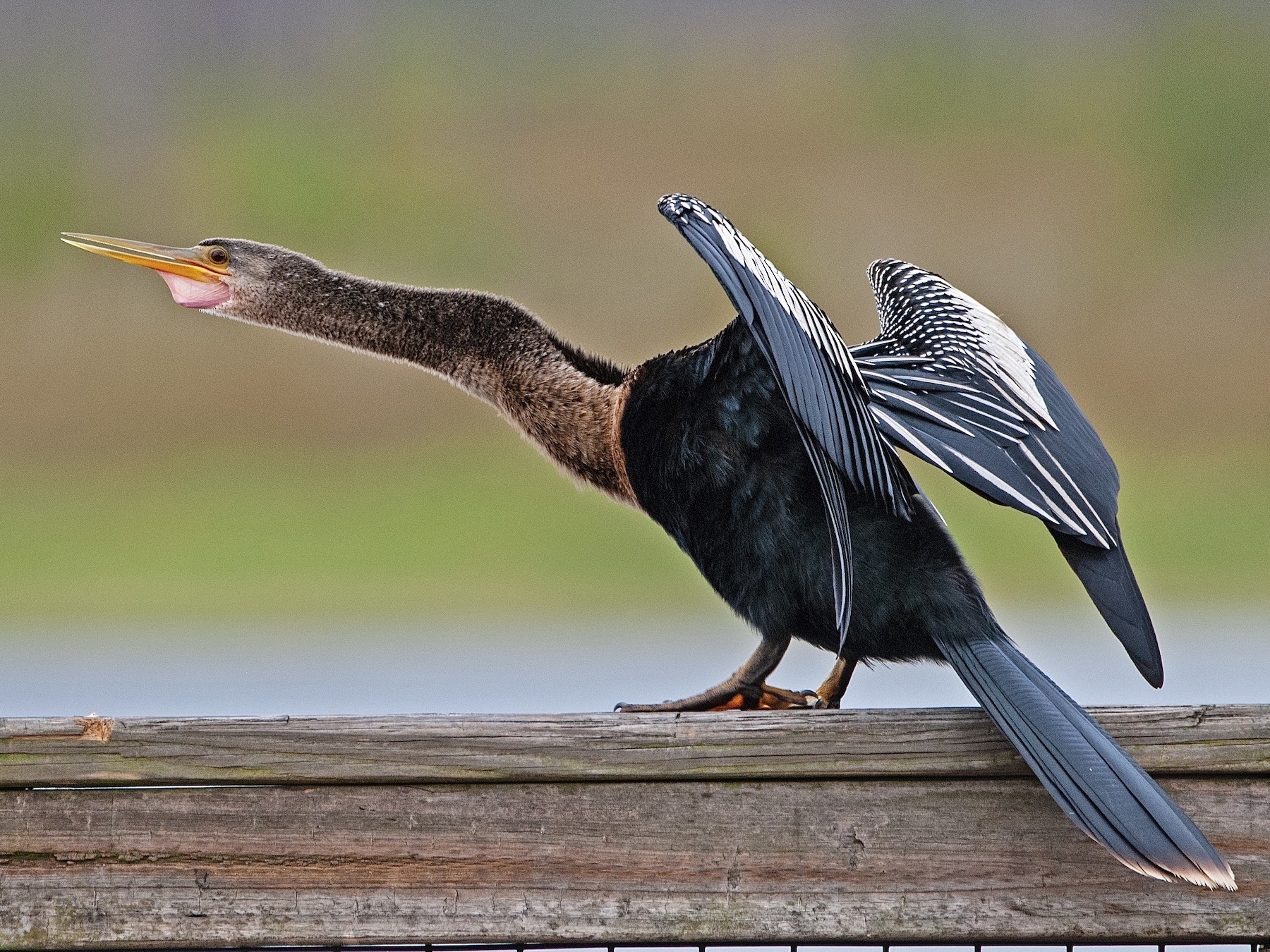 Anhinga - Andrew Simon