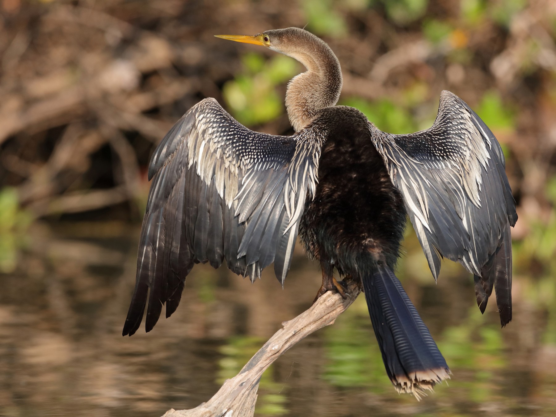 Anhinga Black And White