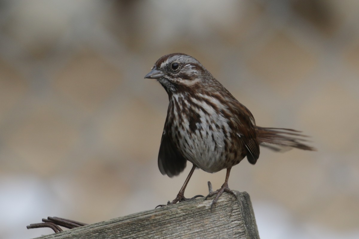 Song Sparrow (montana/merrilli) - ML304386871