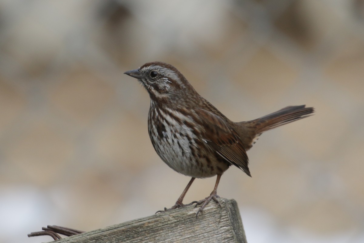 Song Sparrow (montana/merrilli) - ML304387031