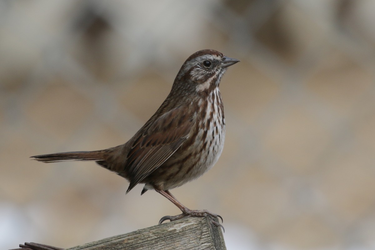 Song Sparrow (montana/merrilli) - Cameron Eckert