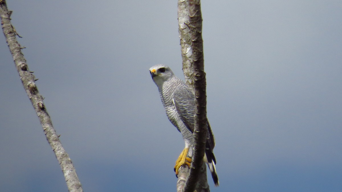 Gray-lined Hawk - Jorge Muñoz García   CAQUETA BIRDING