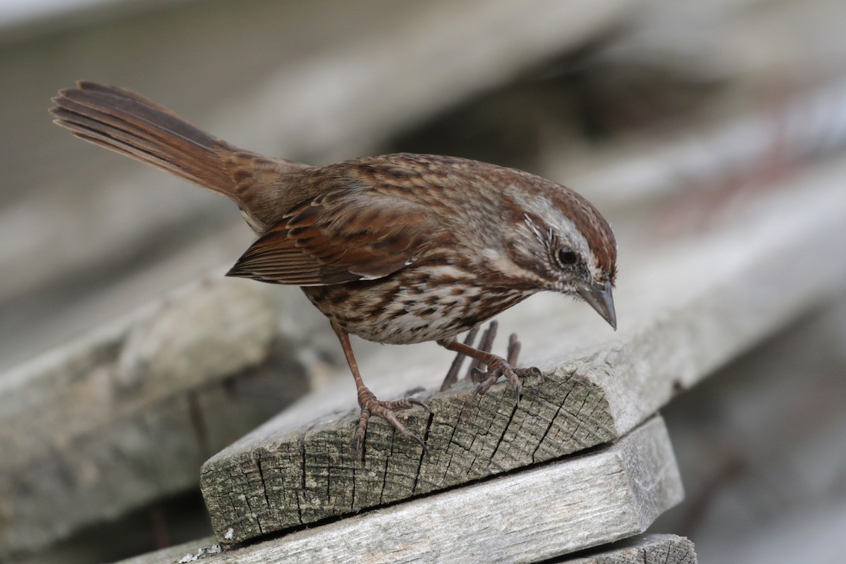 Song Sparrow (montana/merrilli) - ML304387521