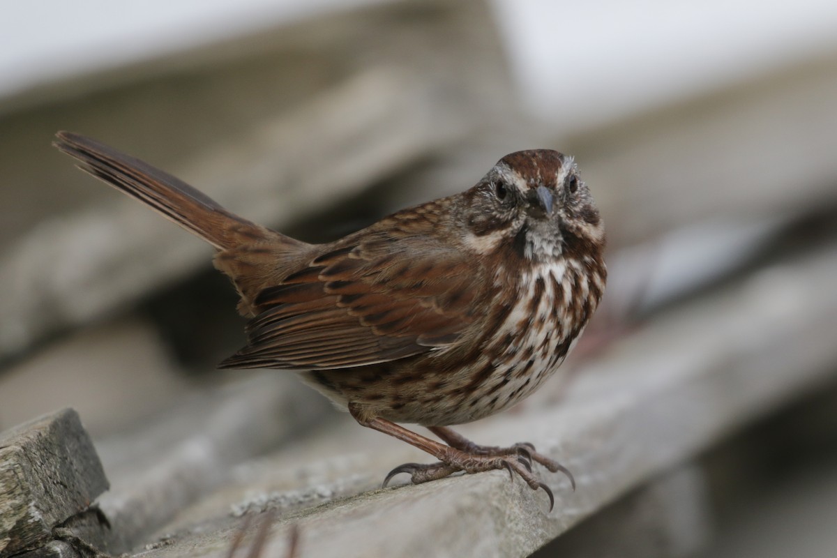 Song Sparrow (montana/merrilli) - ML304388041