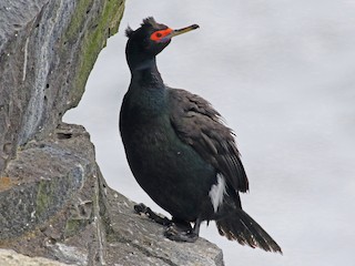  - Red-faced Cormorant