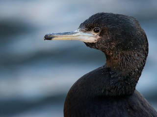  - Red-faced Cormorant