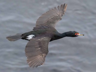  - Red-faced Cormorant