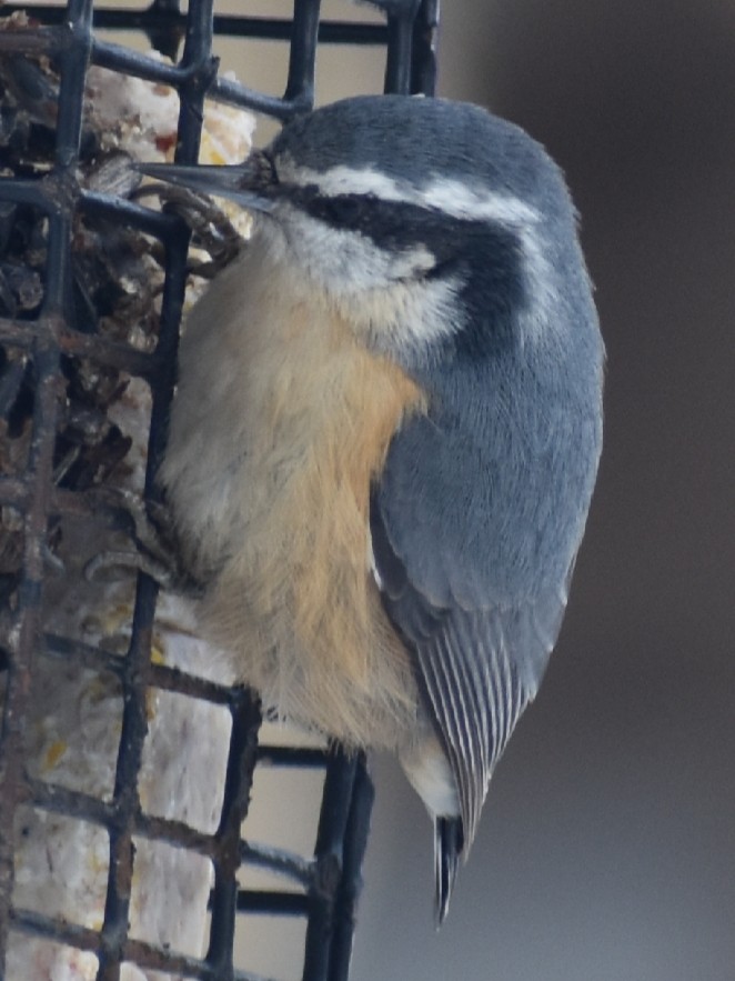 Red-breasted Nuthatch - Tim Wing