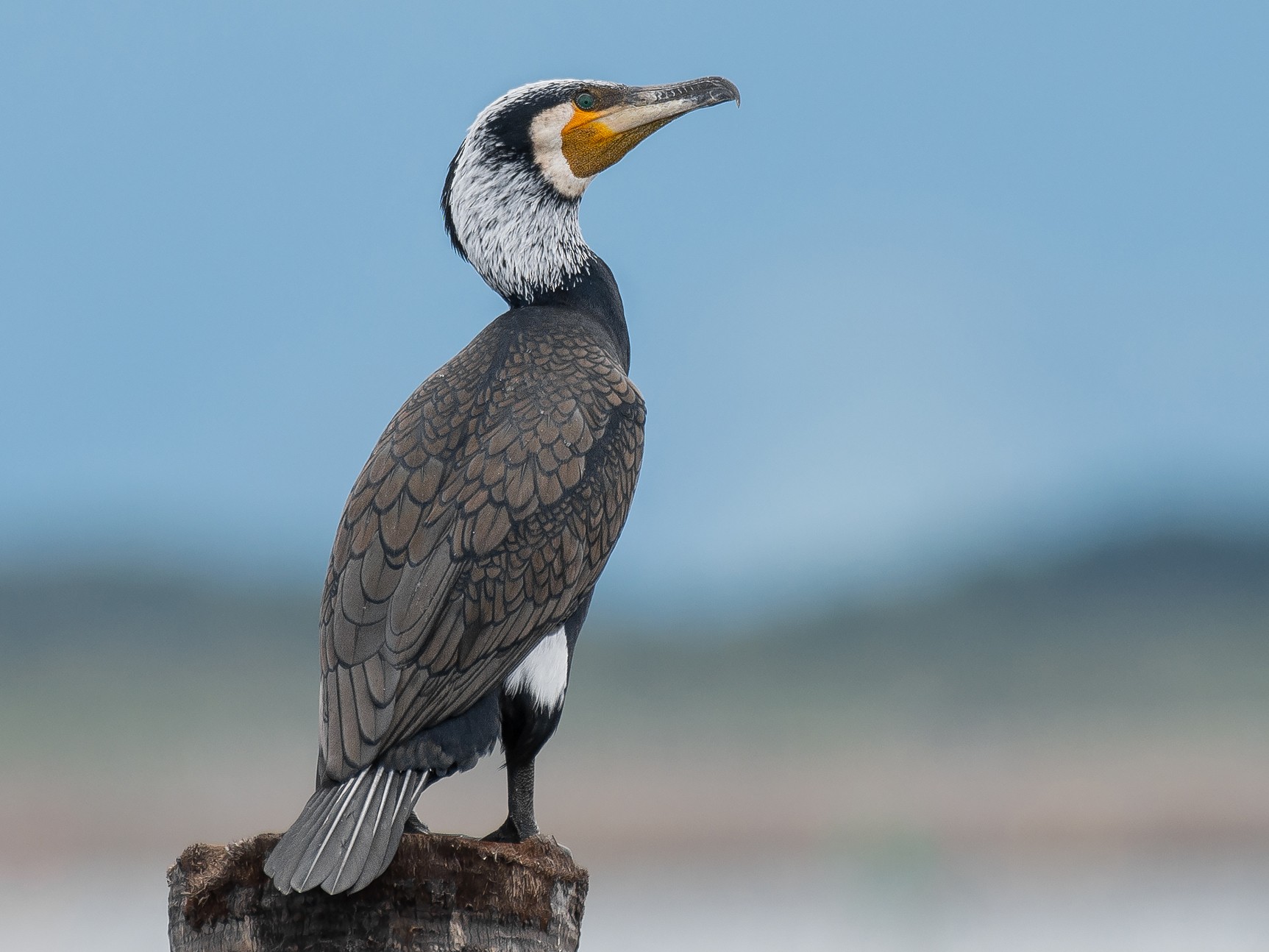 Great Cormorant - Natthaphat Chotjuckdikul