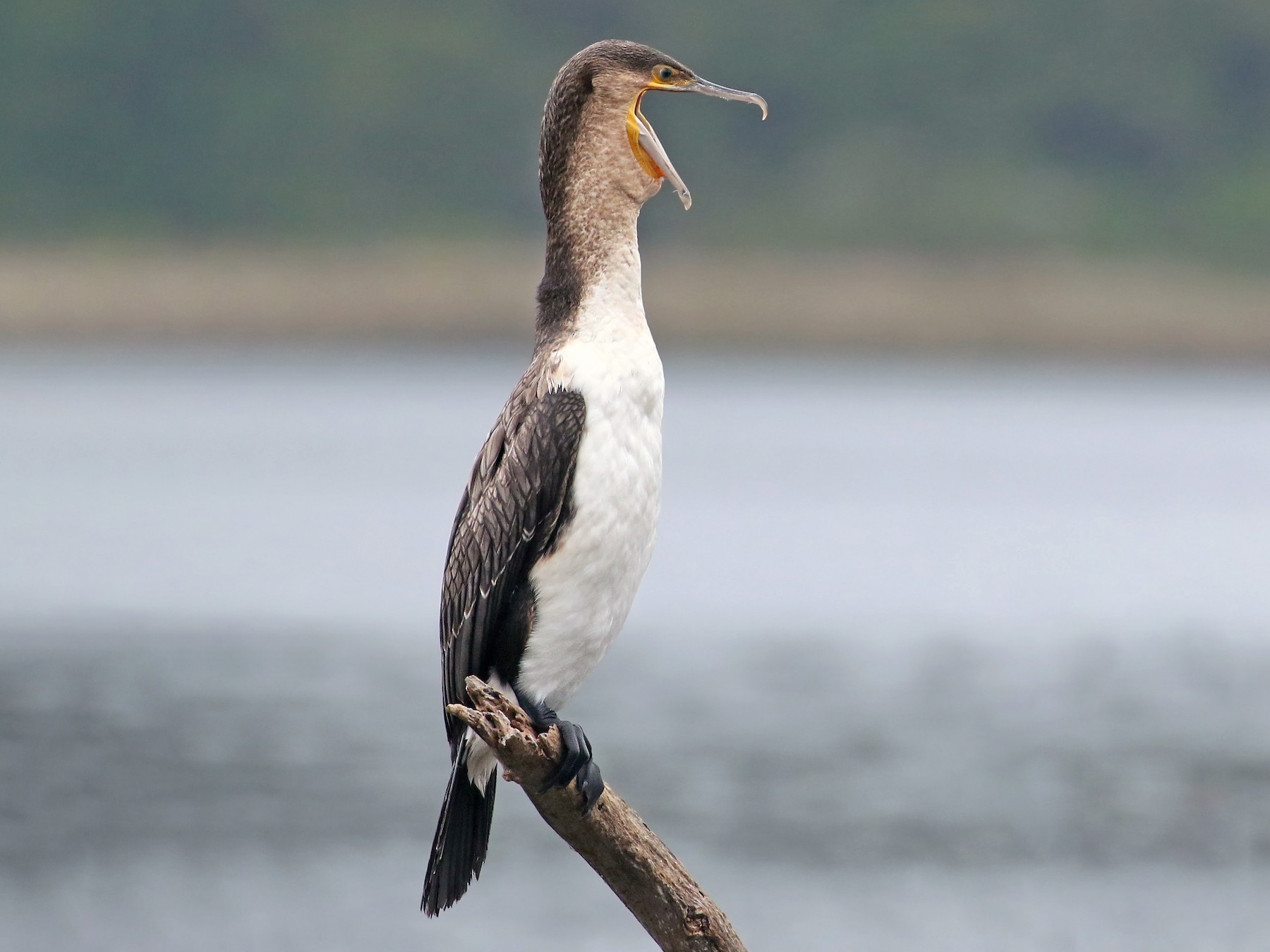 Большой баклан (Phalacrocorax carbo) — Птицы Европейской части России