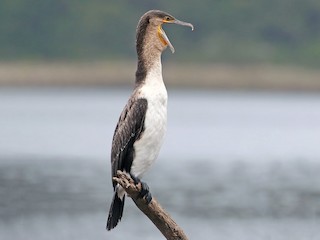  - Great Cormorant (White-breasted)